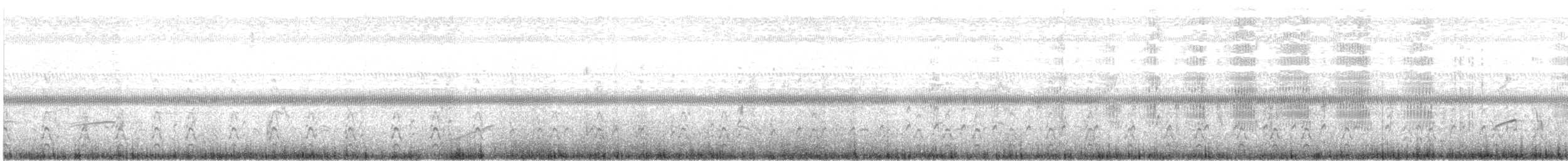 Boat-tailed Grackle - ML637554343