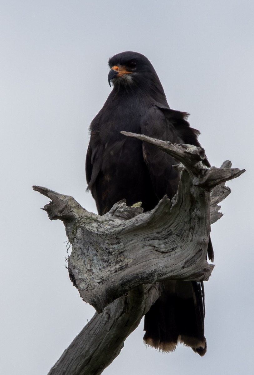 Snail Kite - ML637554349