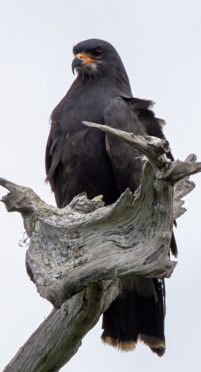 Snail Kite - ML637554351