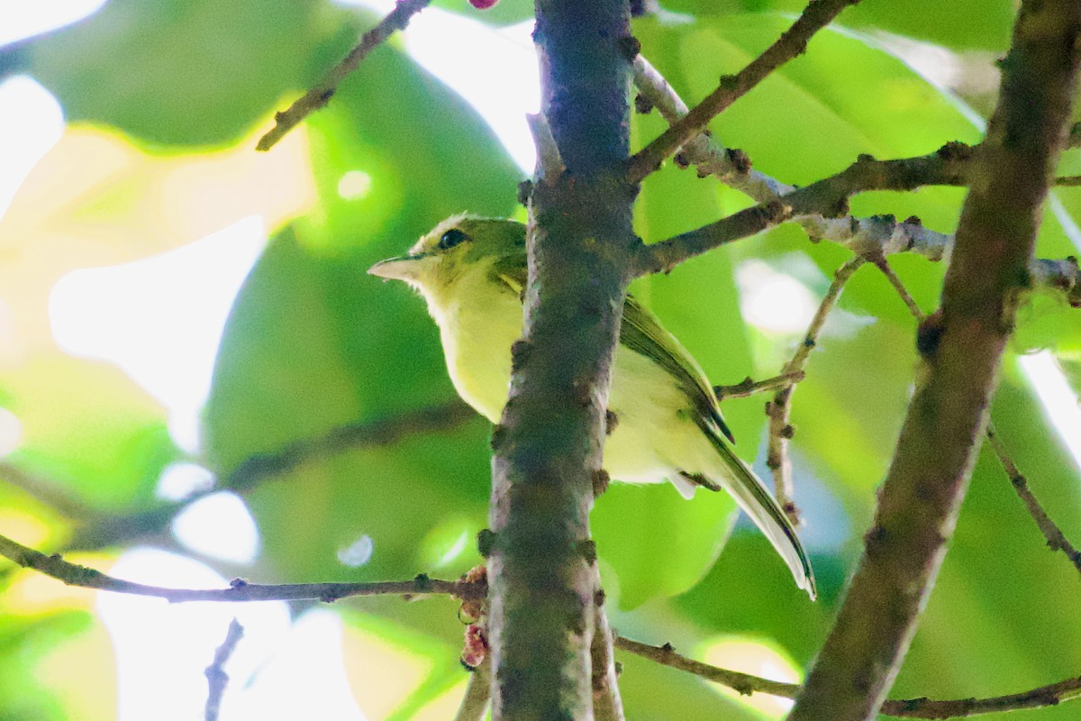 Ochre-lored Flatbill - ML637554407