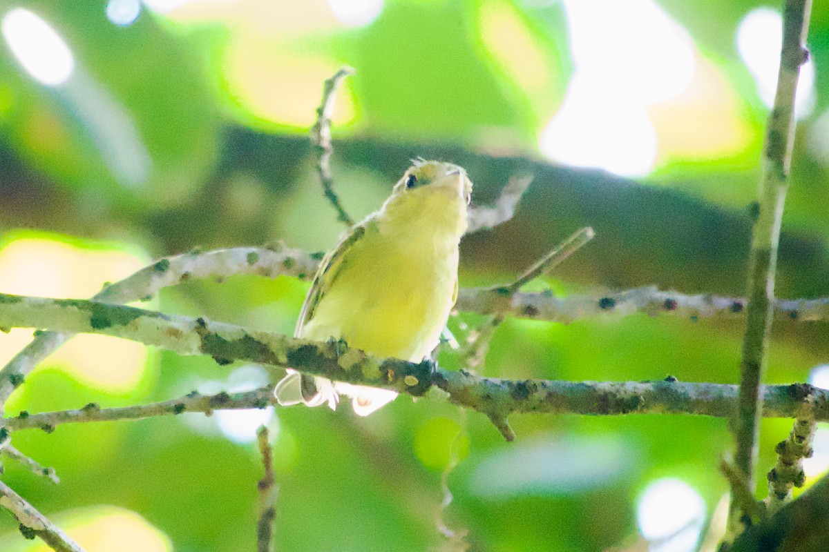 Ochre-lored Flatbill - ML637554431