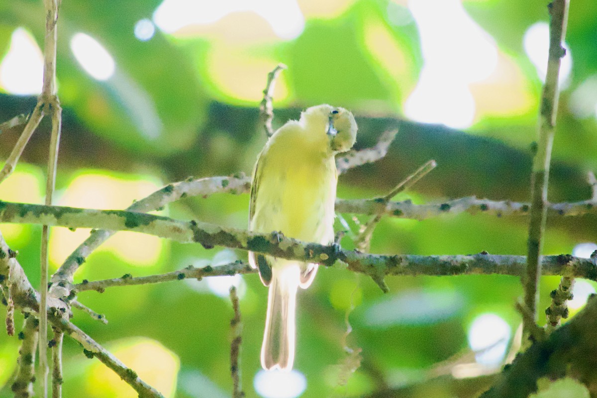 Ochre-lored Flatbill - ML637554449