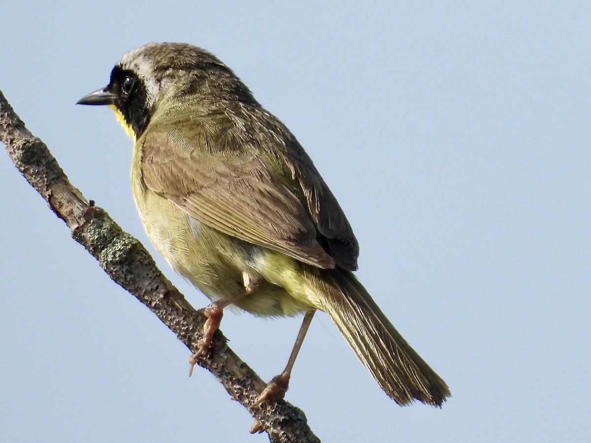 Common Yellowthroat - ML637554471