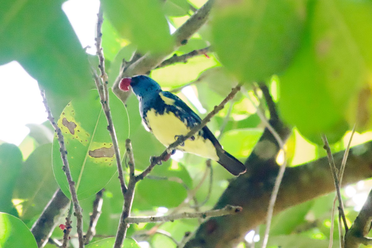 Turquoise Tanager - ML637554484
