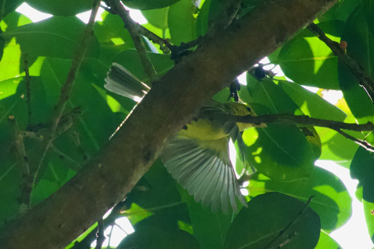 Ochre-lored Flatbill - ML637554517