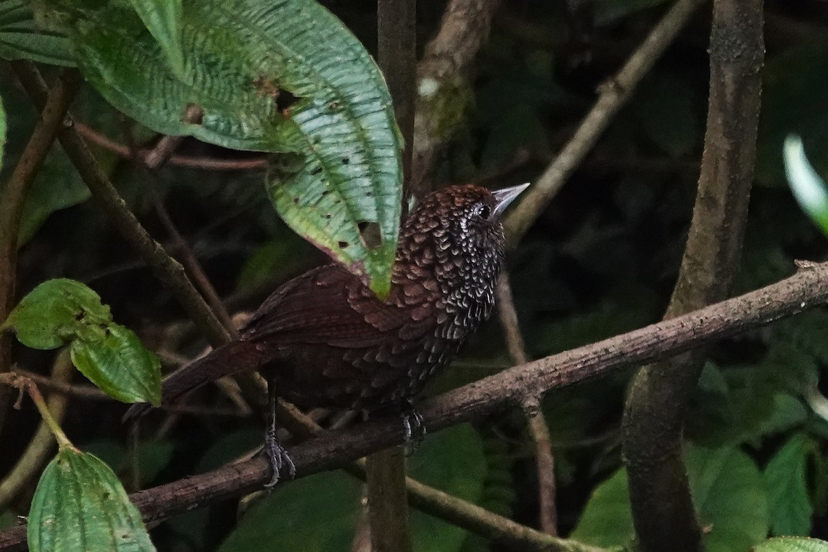 Cachar Wedge-billed Babbler - ML637554530