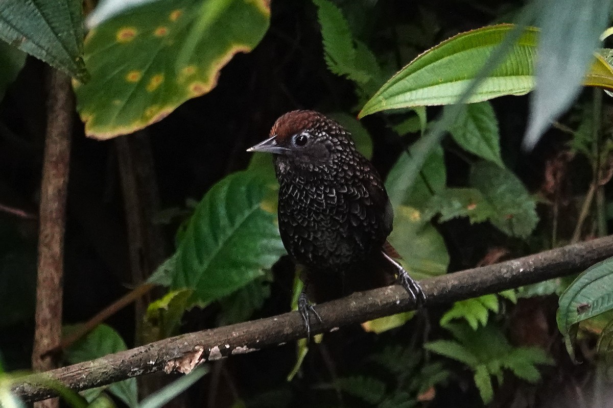Cachar Wedge-billed Babbler - ML637554531