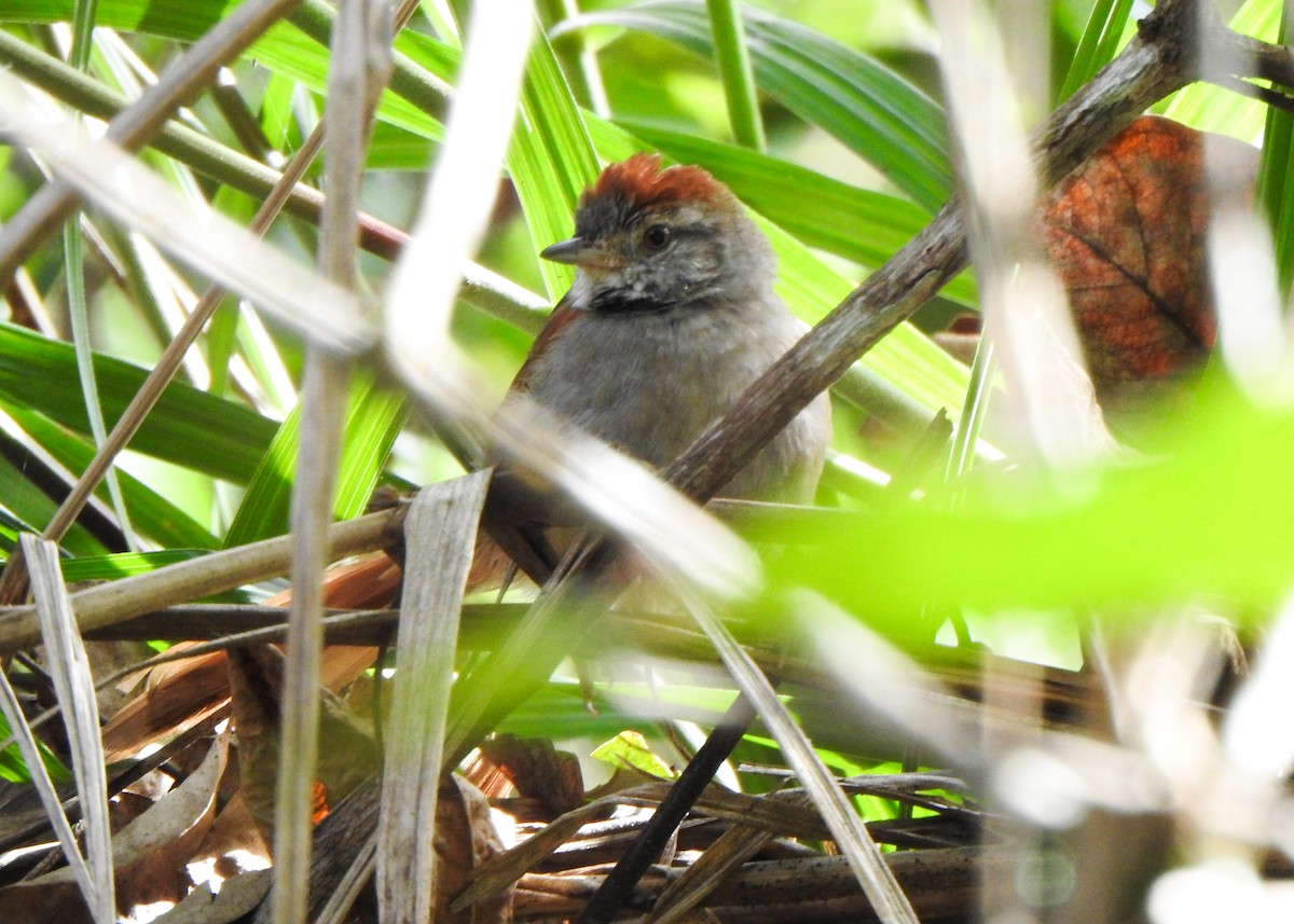 Sooty-fronted Spinetail - ML637554564