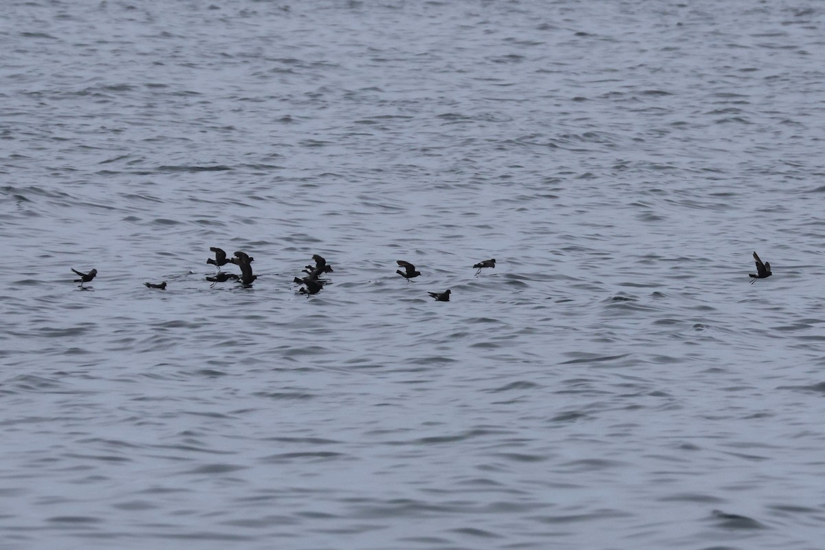 Wilson's Storm-Petrel - ML637554565