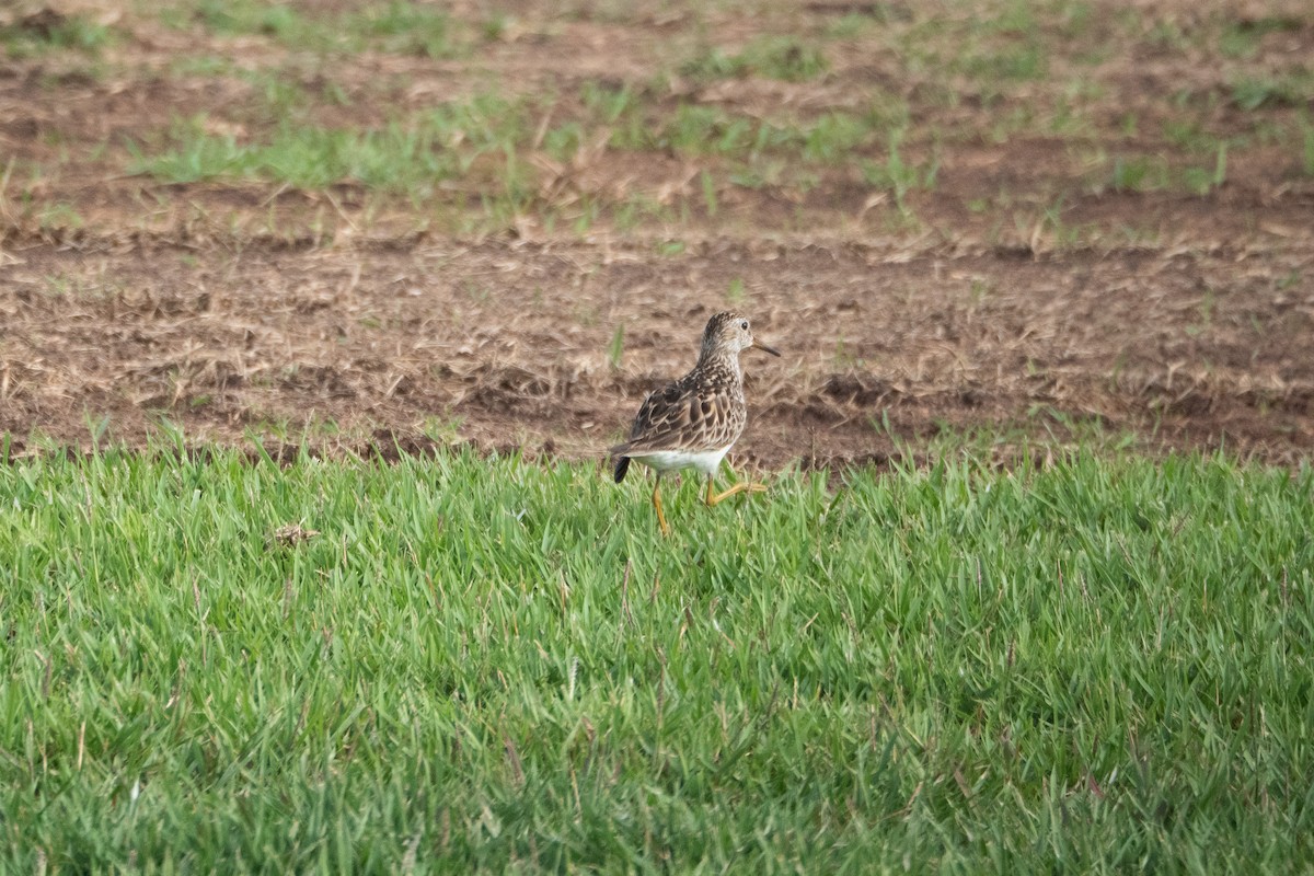 Pectoral Sandpiper - ML637554595