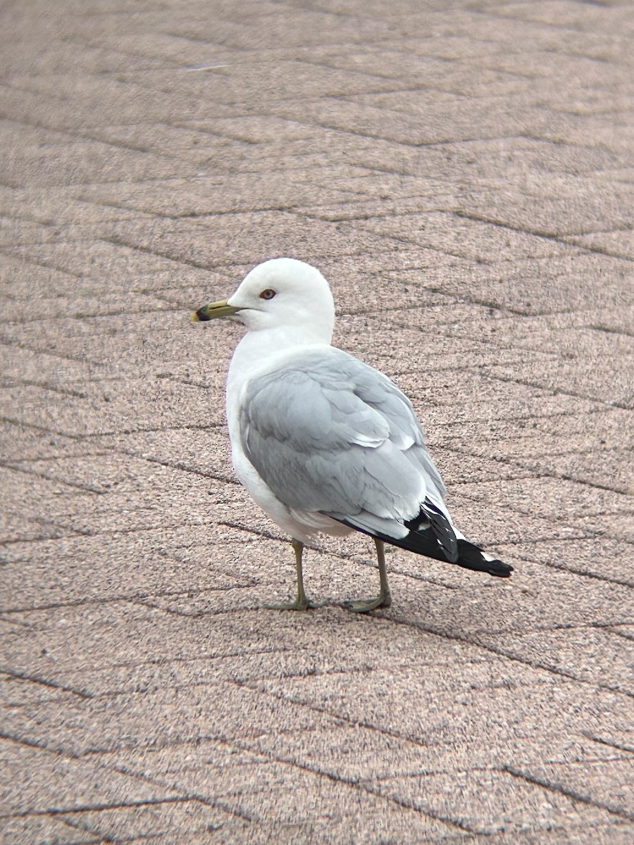 Ring-billed Gull - ML637554597