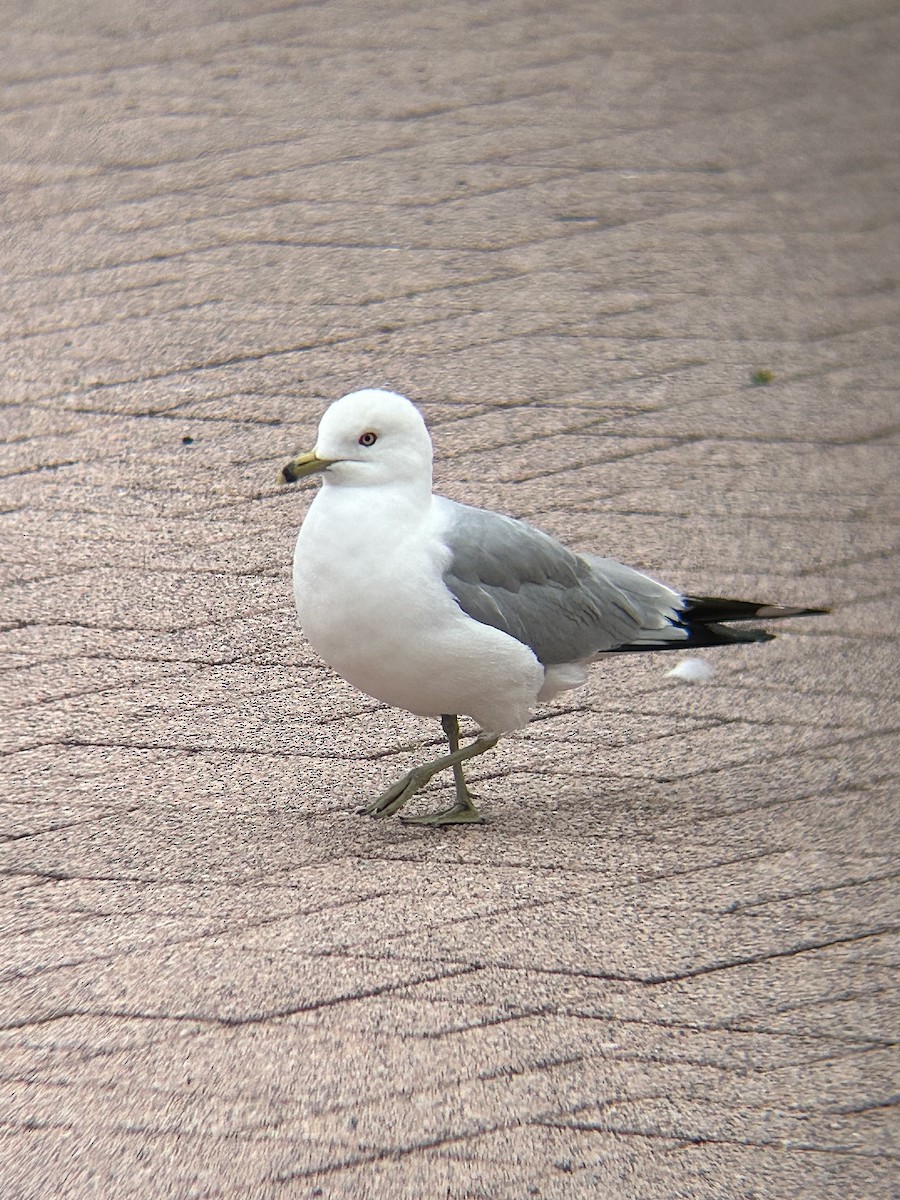 Ring-billed Gull - ML637554598