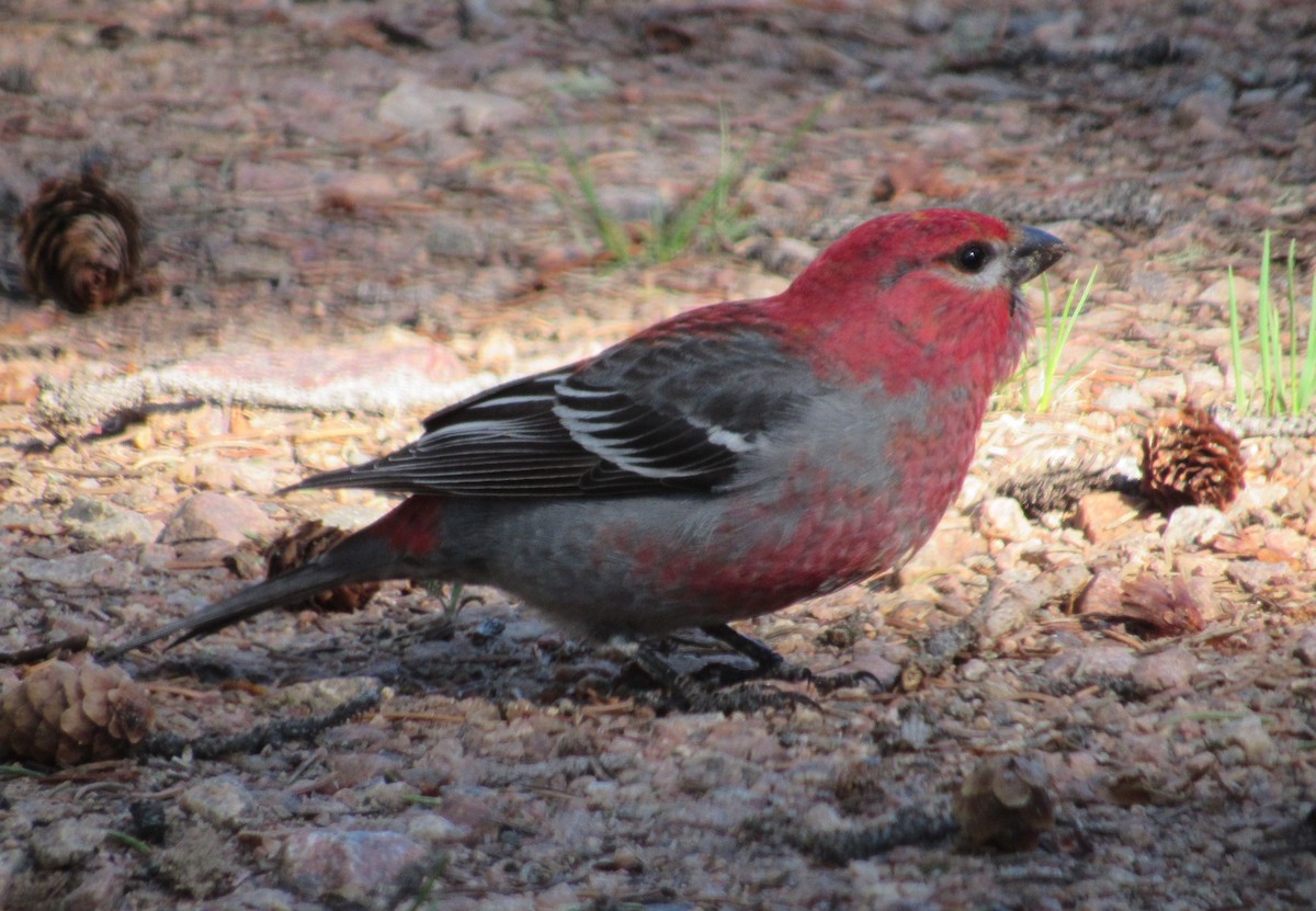 Pine Grosbeak - ML637554610