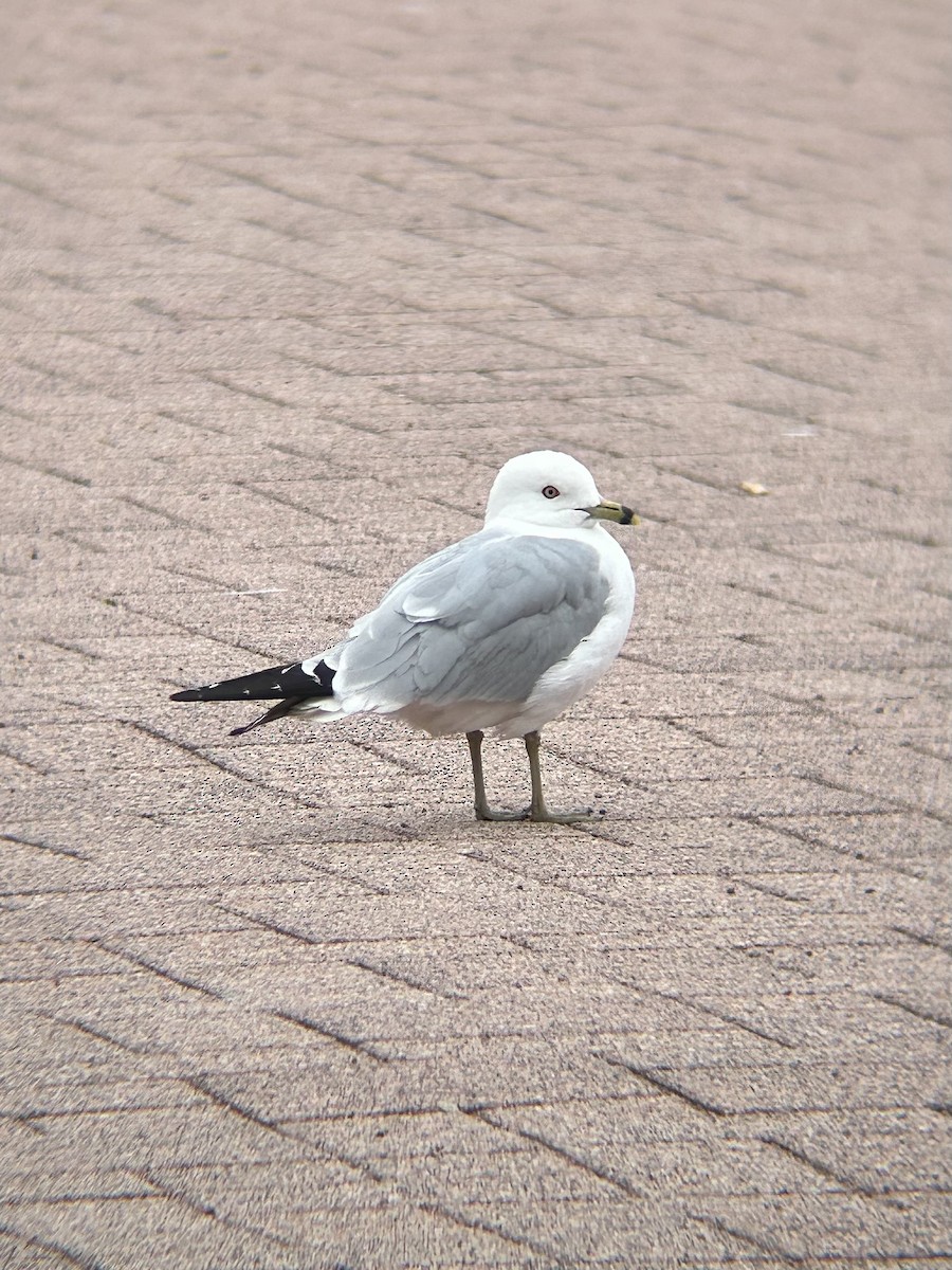 Ring-billed Gull - ML637554611