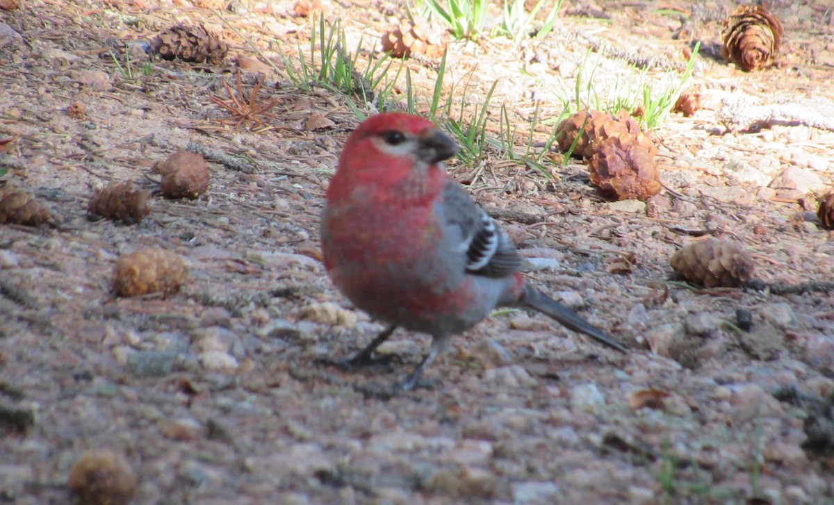 Pine Grosbeak - ML637554619