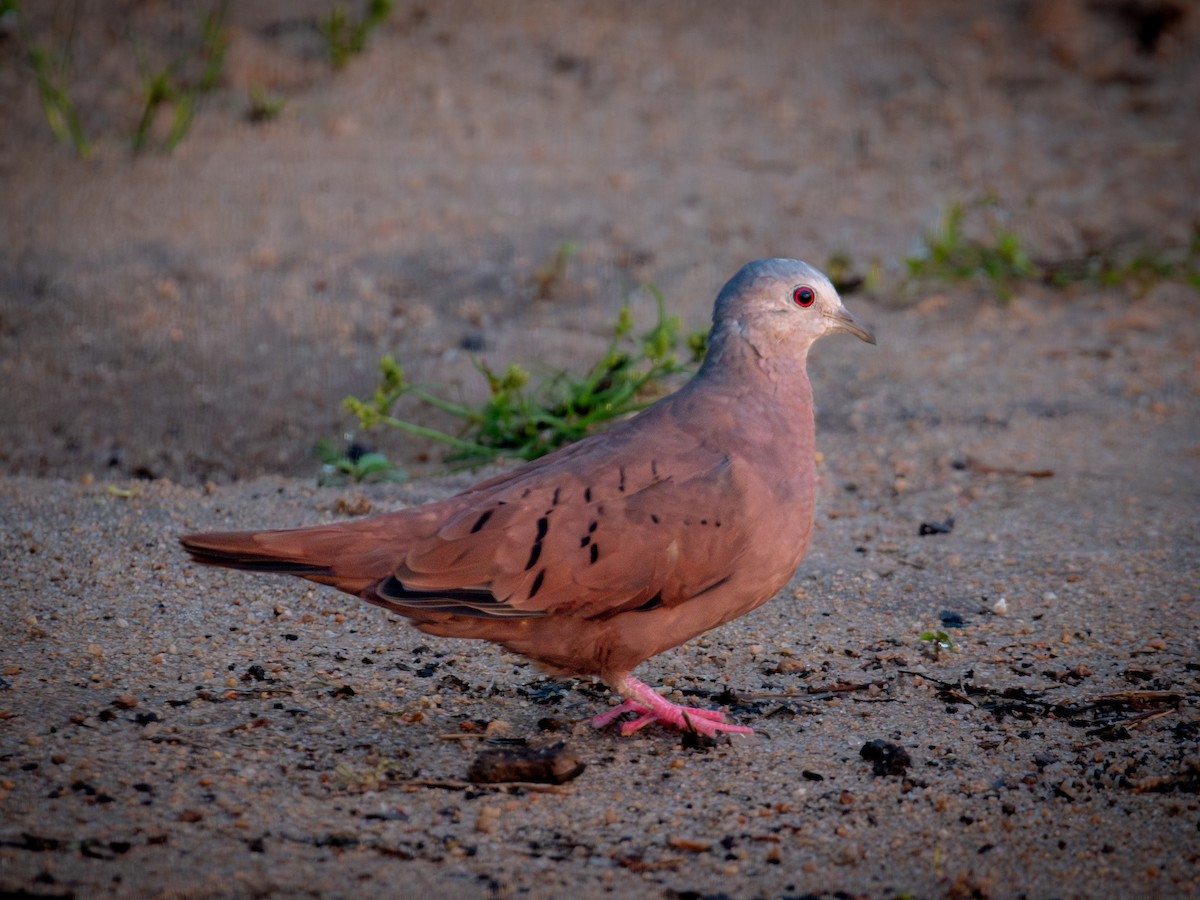 Ruddy Ground Dove - ML637554623