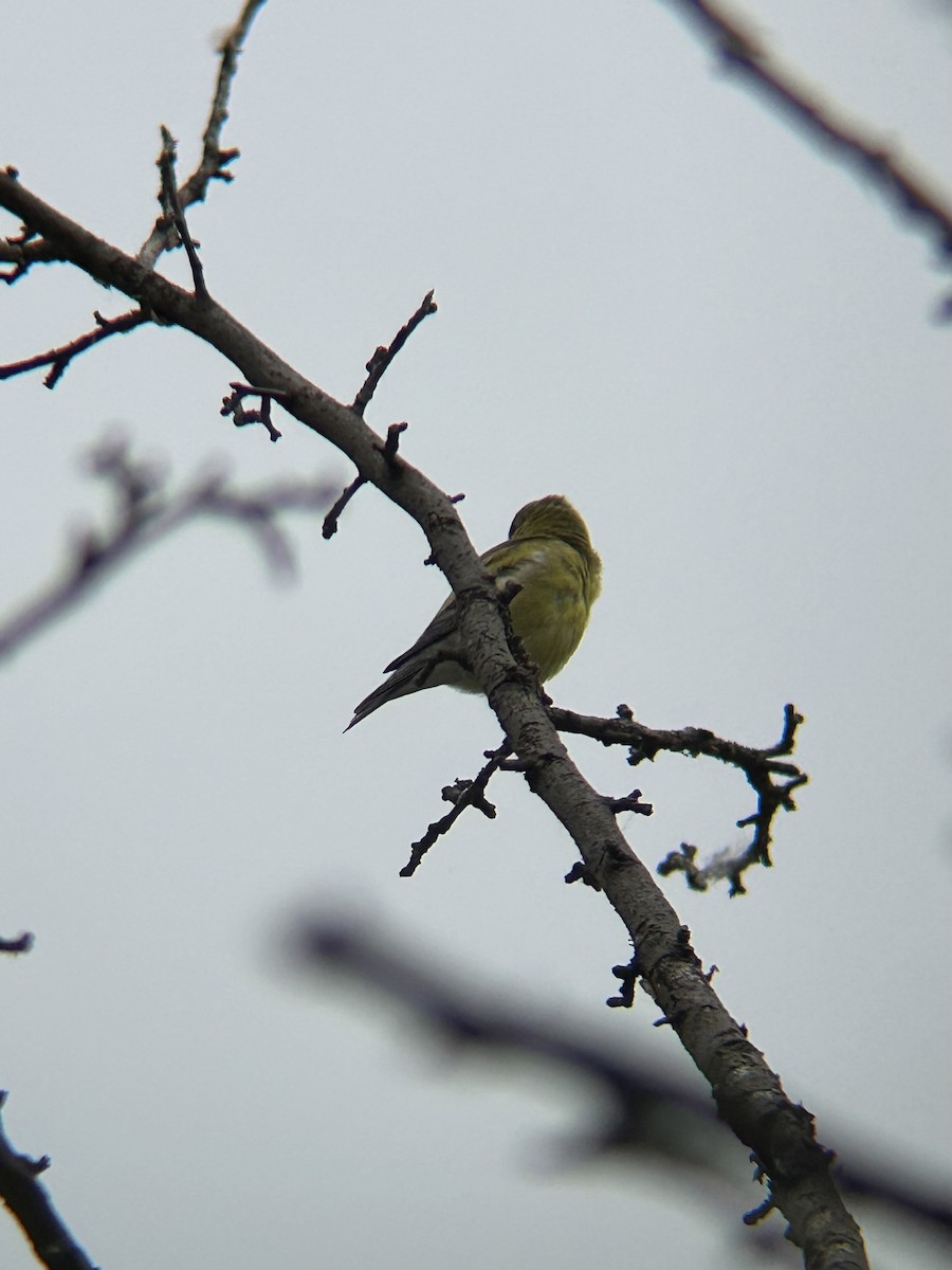 American Goldfinch - ML637554648