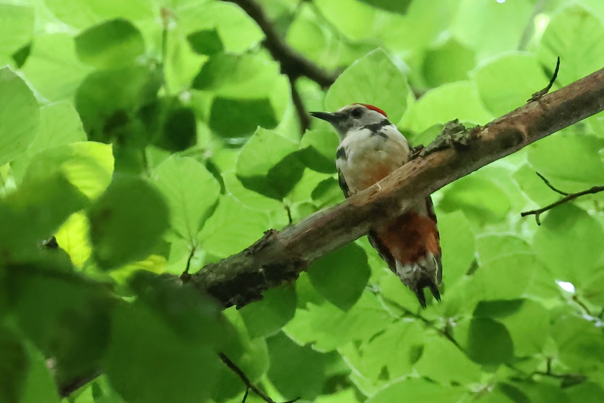 Middle Spotted Woodpecker - ML637554653