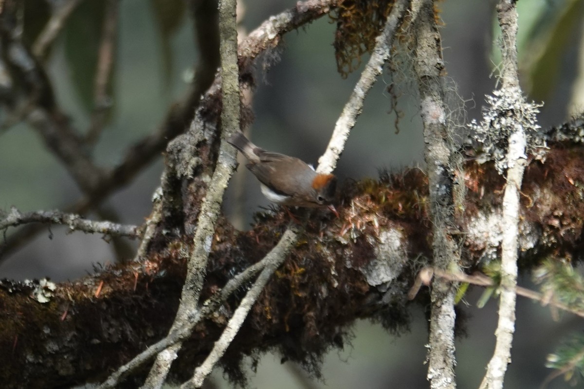 Rufous-vented Yuhina - ML637554671