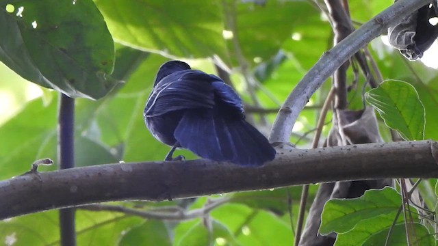 White-shouldered Fire-eye - ML637554674