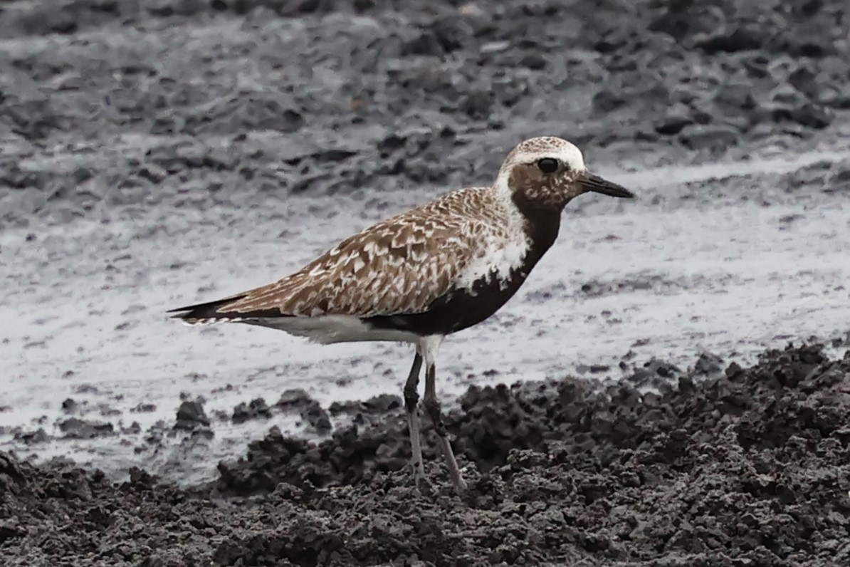 Black-bellied Plover - ML637554680