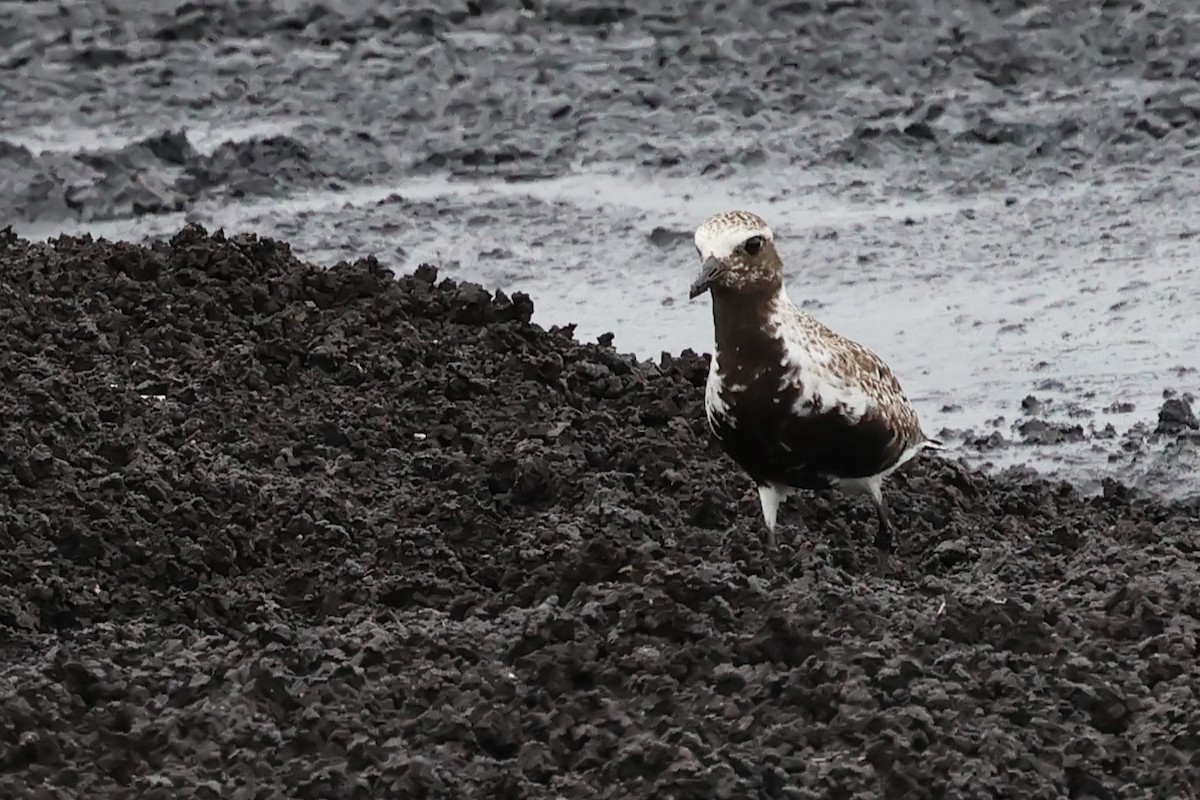 Black-bellied Plover - ML637554681