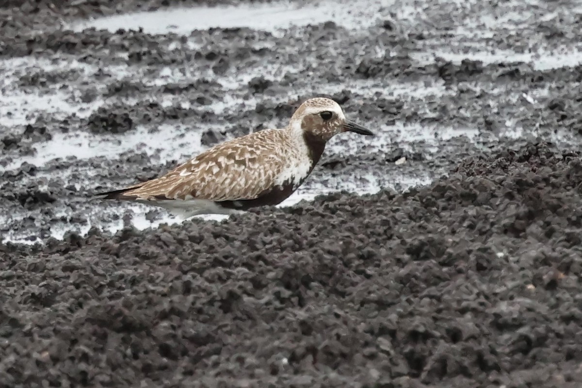 Black-bellied Plover - ML637554682