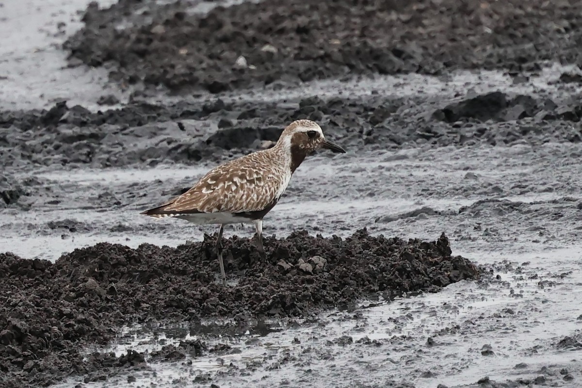 Black-bellied Plover - ML637554683
