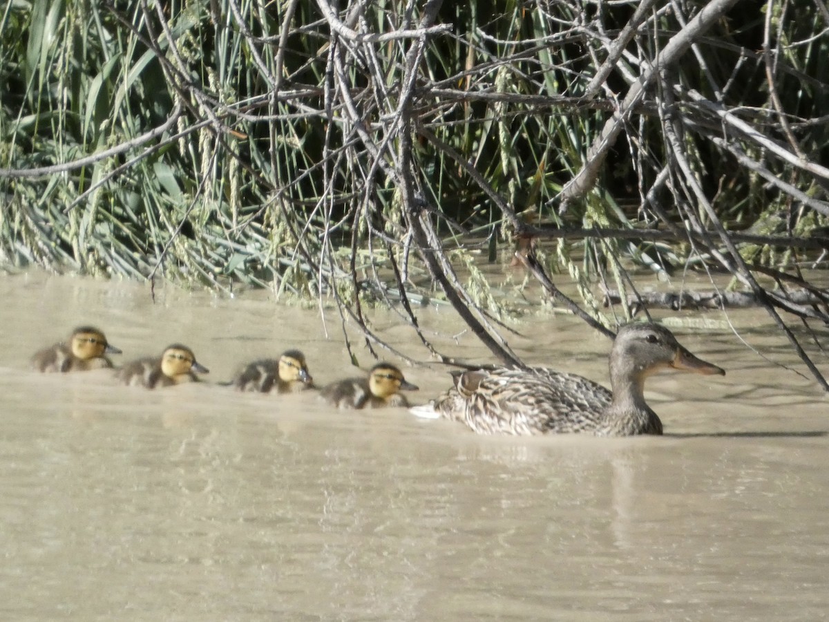 Mallard - ML637554684