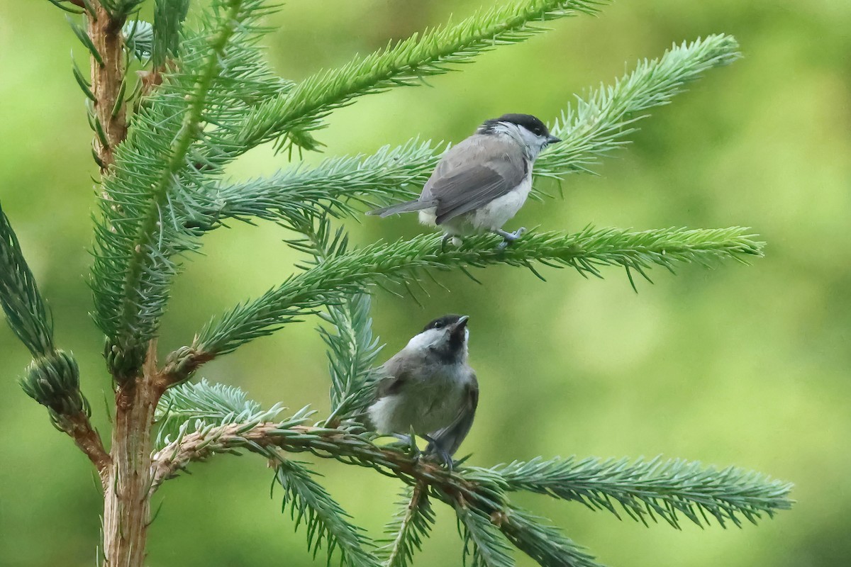 Marsh Tit - ML637554687