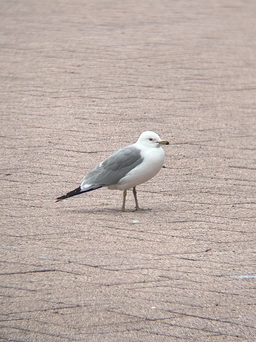 Ring-billed Gull - ML637554697
