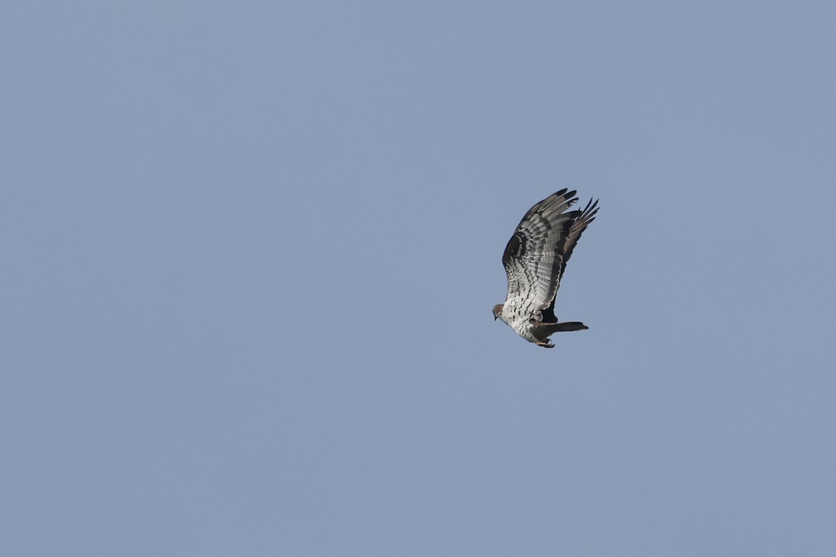 European Honey-buzzard - ML637554724