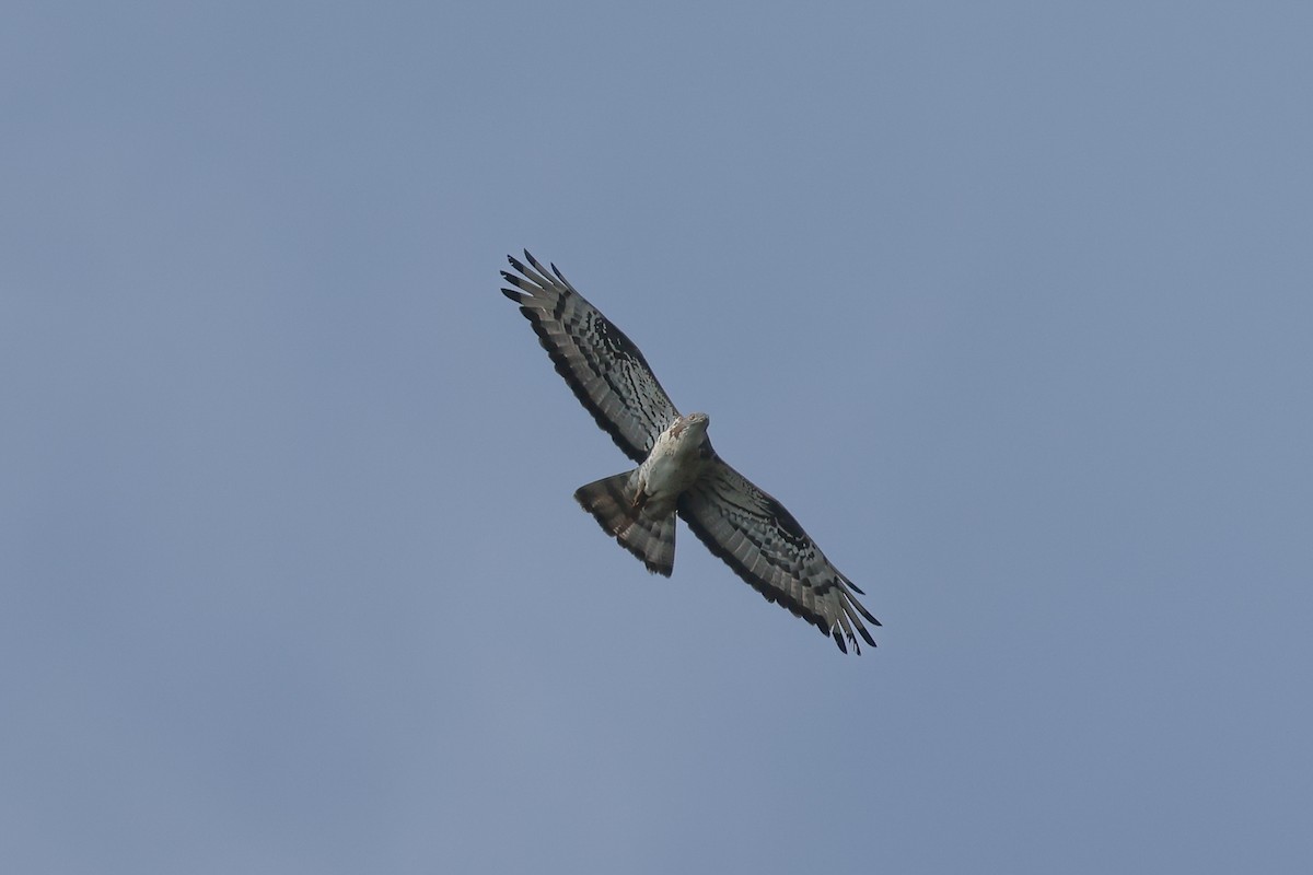 European Honey-buzzard - ML637554725