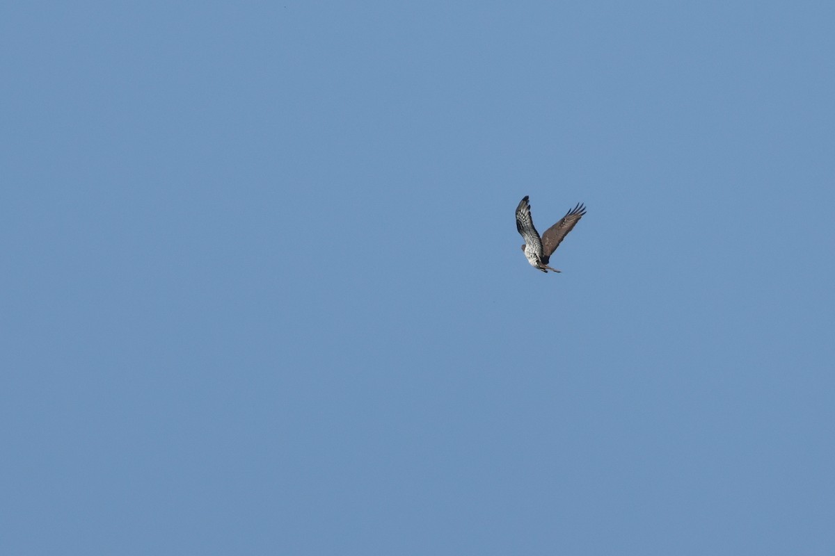 European Honey-buzzard - ML637554726