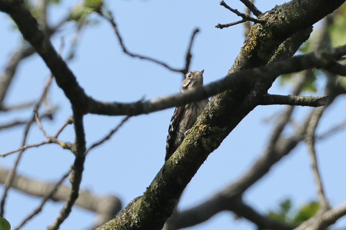 Lesser Spotted Woodpecker - ML637554756