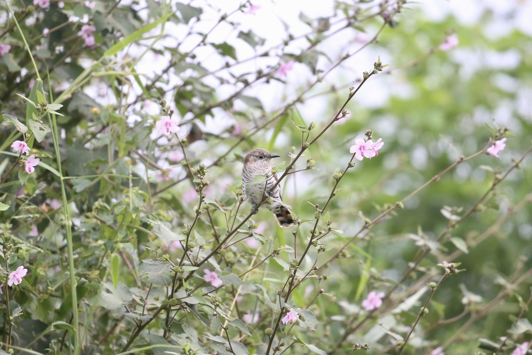 Little Bronze-Cuckoo (Gould's) - ML637554759