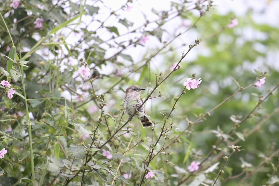 Little Bronze-Cuckoo (Gould's) - ML637554760