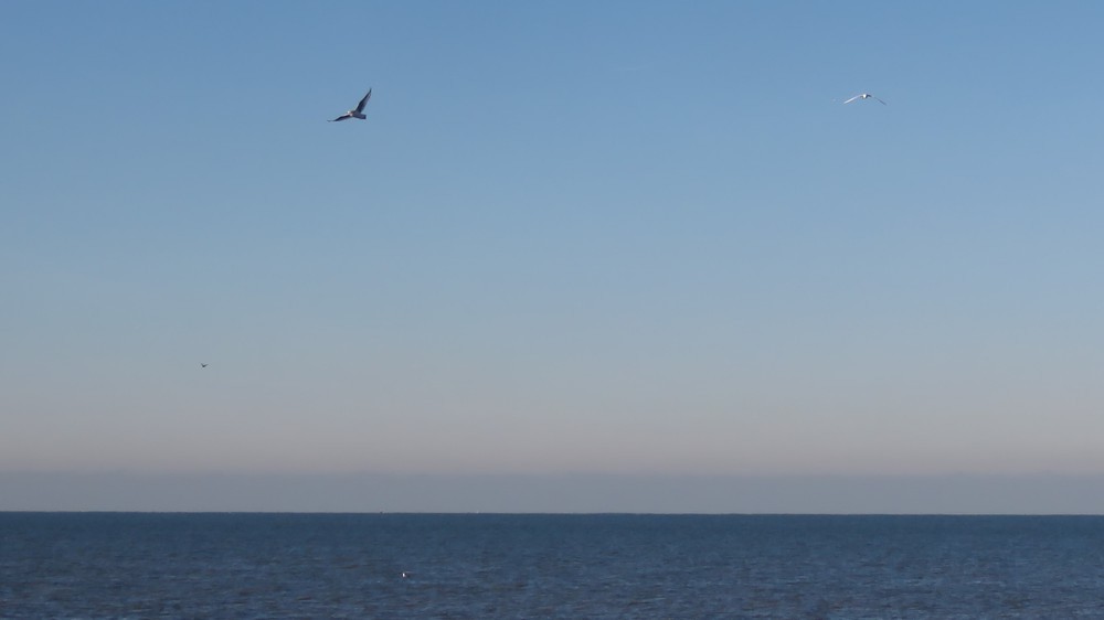 Ross's Gull - ML637554781