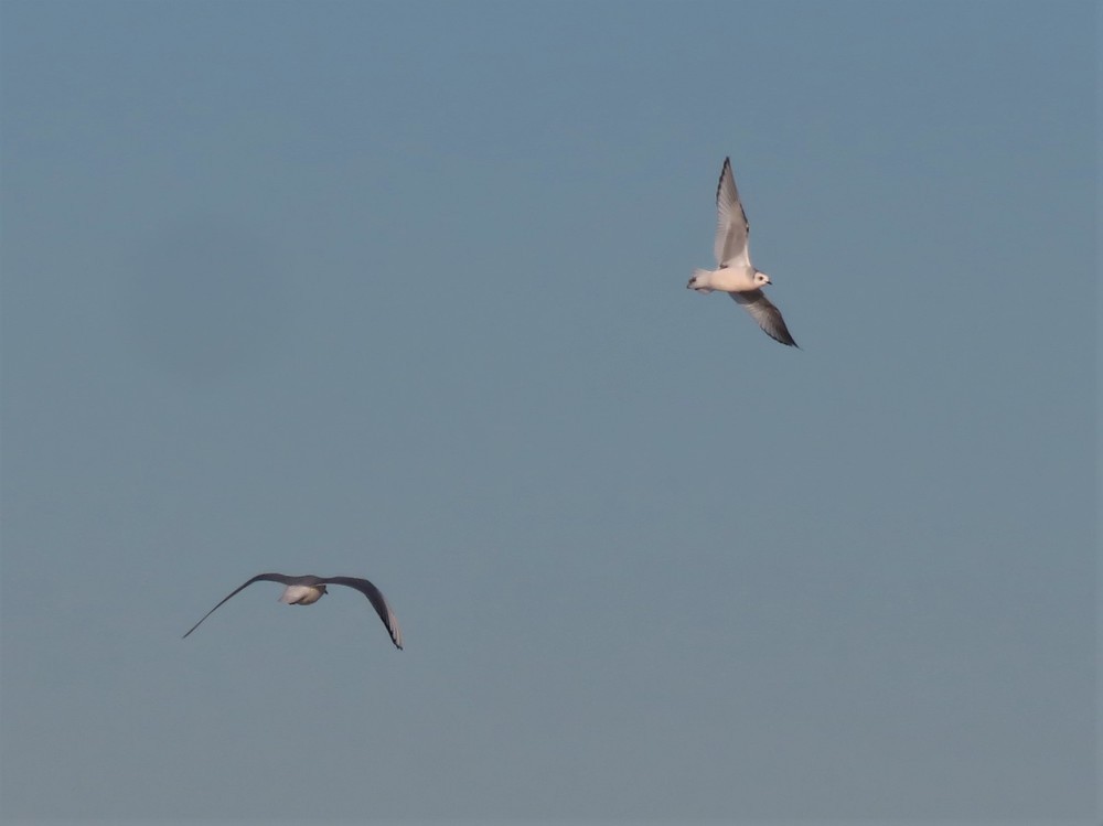 Ross's Gull - ML637554782