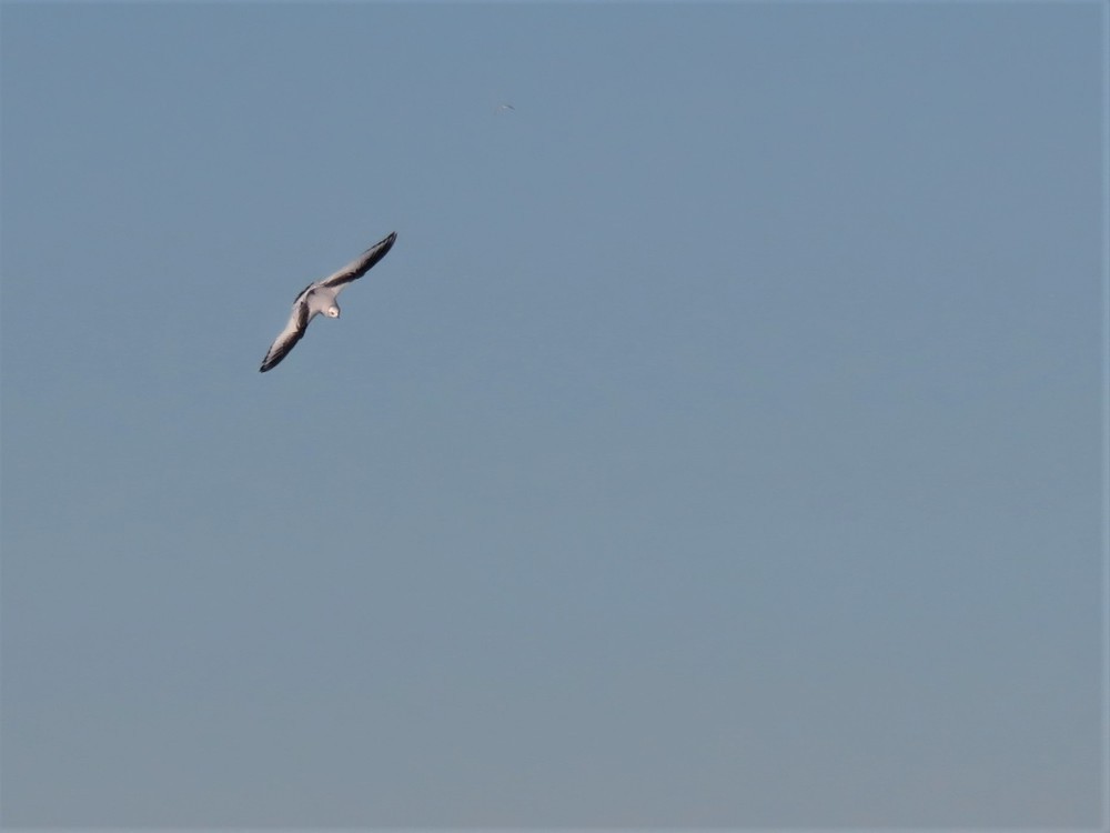 Ross's Gull - ML637554783
