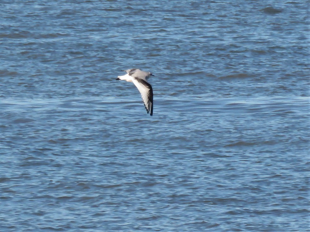 Ross's Gull - ML637554784
