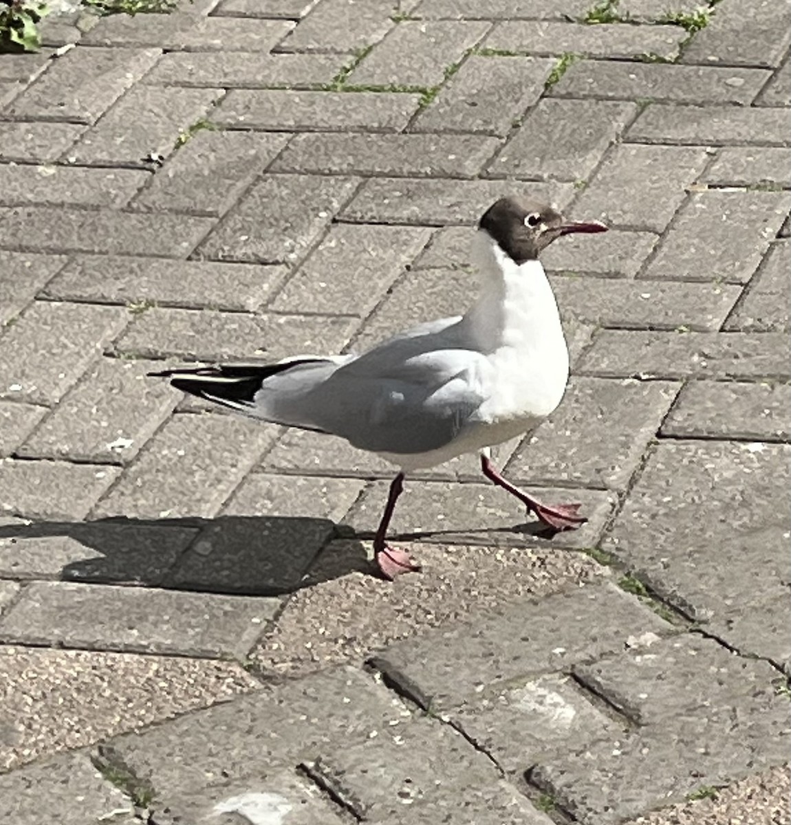 Black-headed Gull - ML637554810