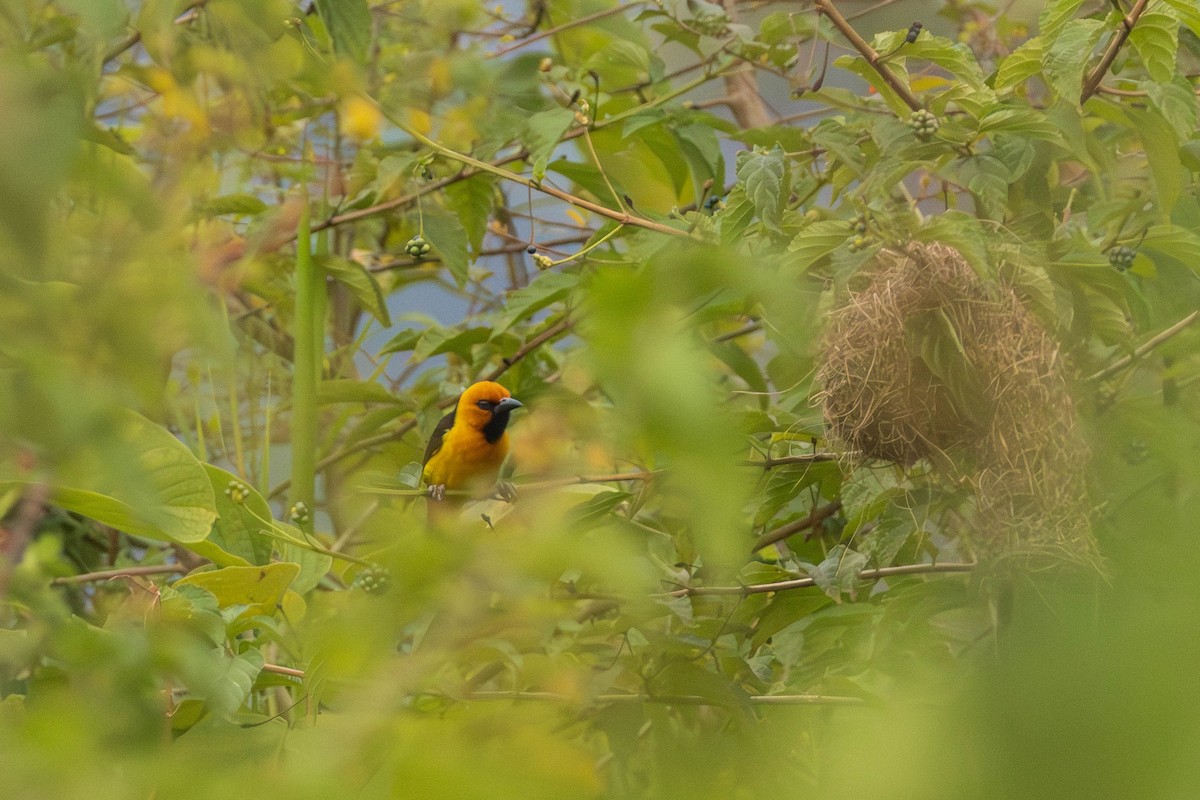 Black-necked Weaver - ML637554849
