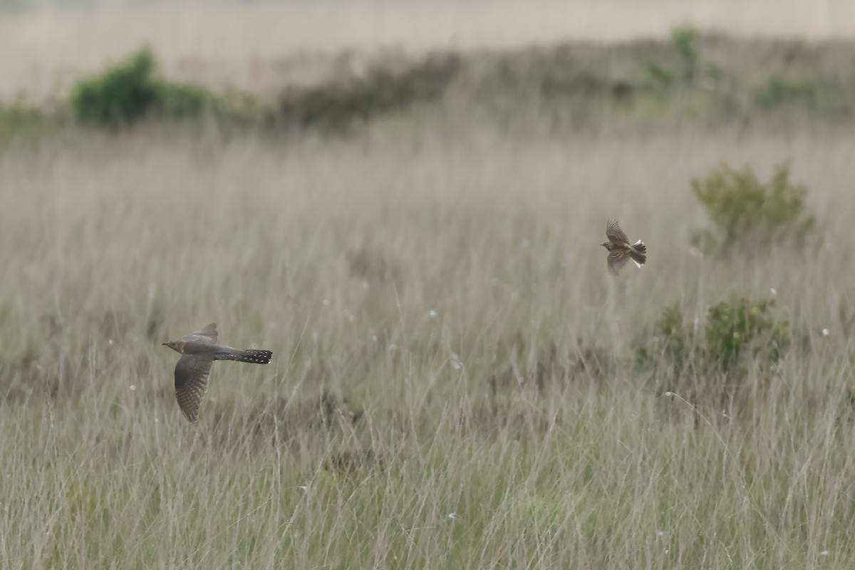 Common Cuckoo - ML637554854