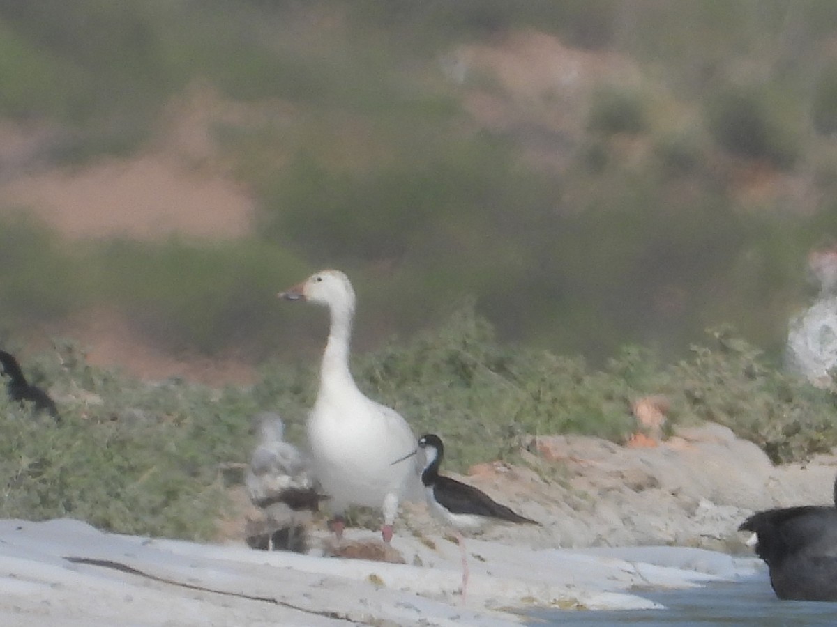 Snow Goose - ML637554870