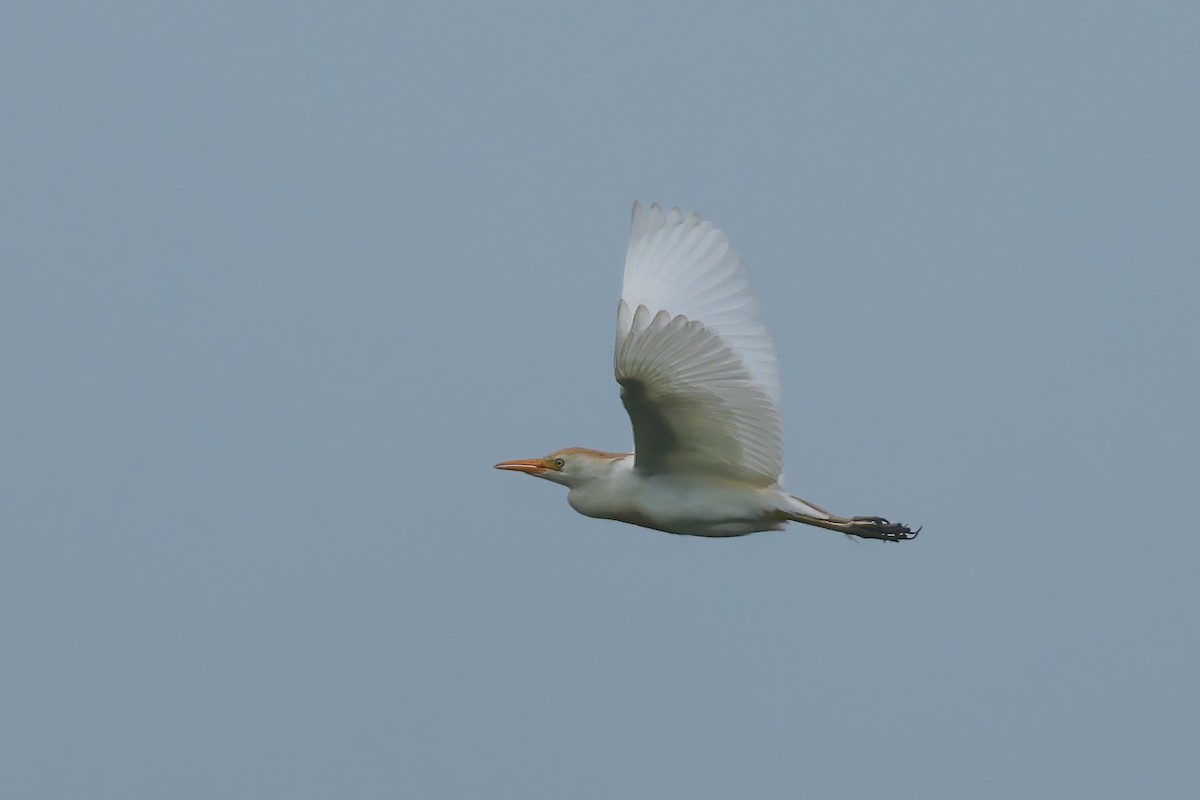 Western Cattle-Egret - ML637554883