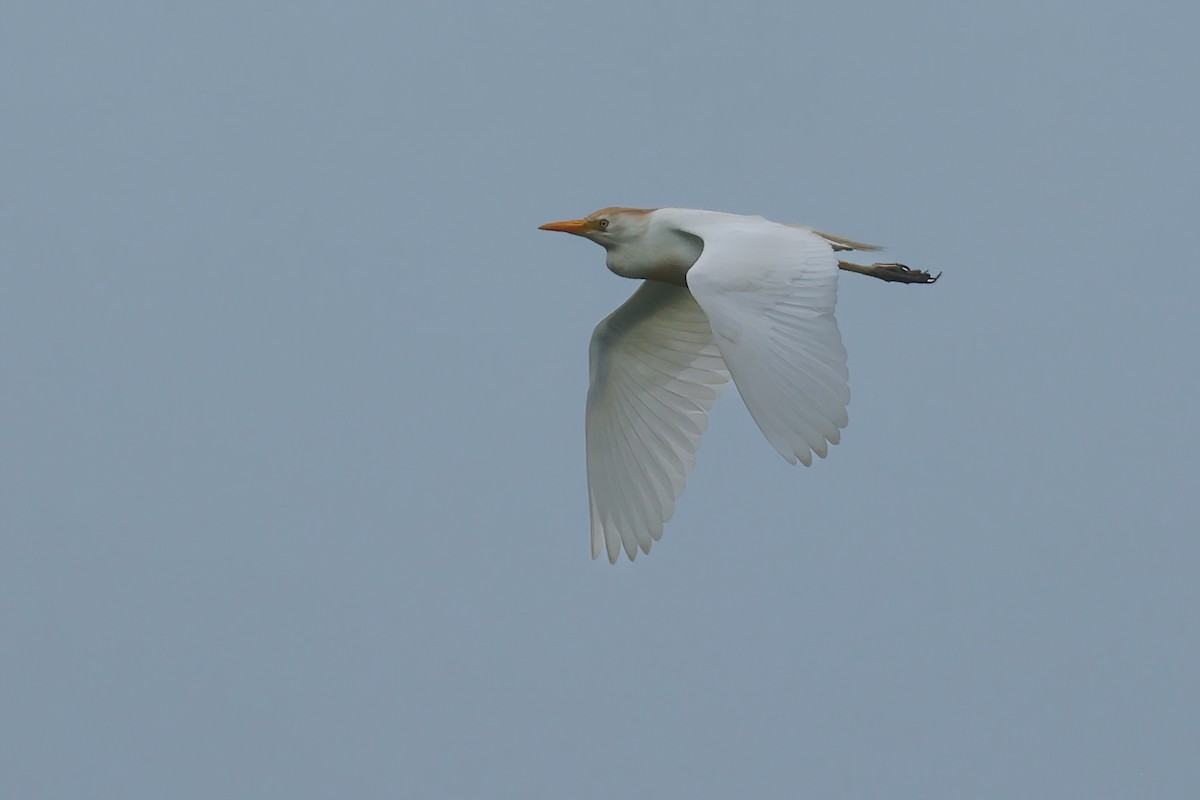 Western Cattle-Egret - ML637554884