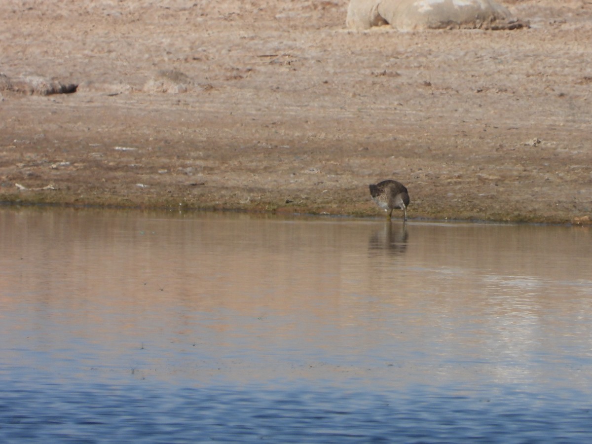 Long-billed Dowitcher - ML637554902