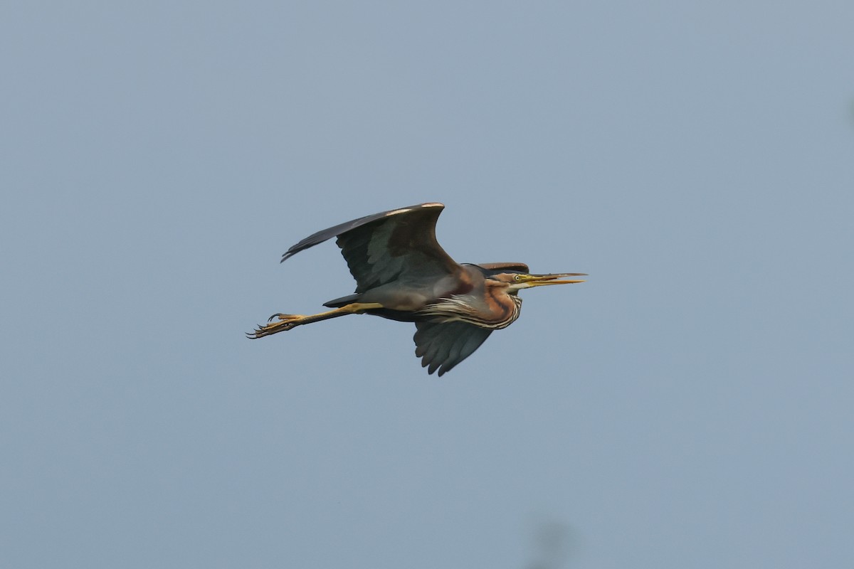 Purple Heron - ML637554916