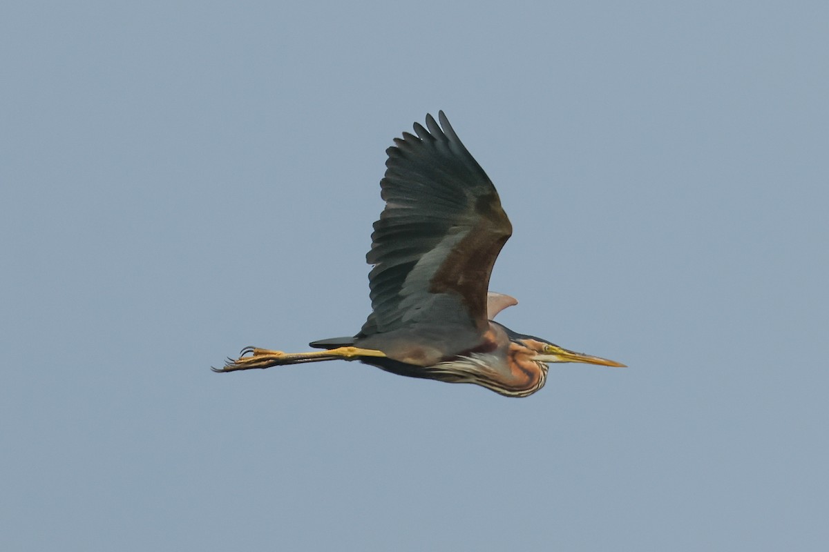 Purple Heron - ML637554917